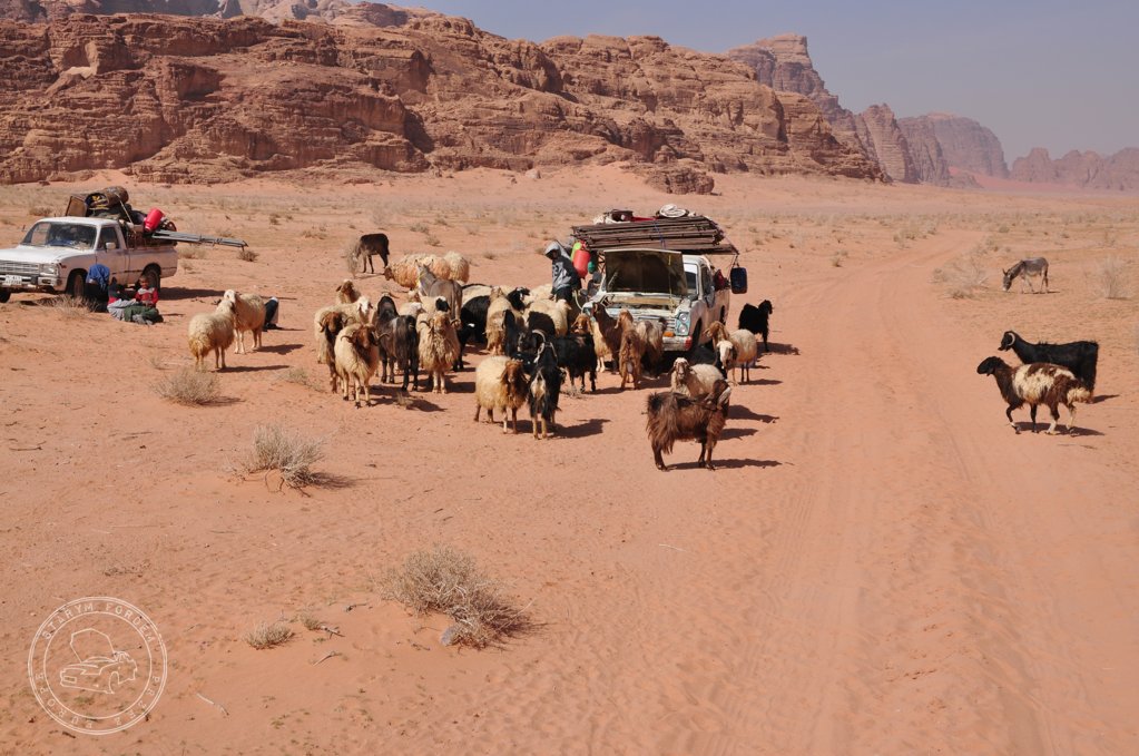 Nomadowie na Wadi Rum